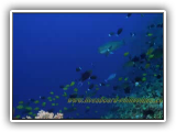 Apo_Reef_01_2012